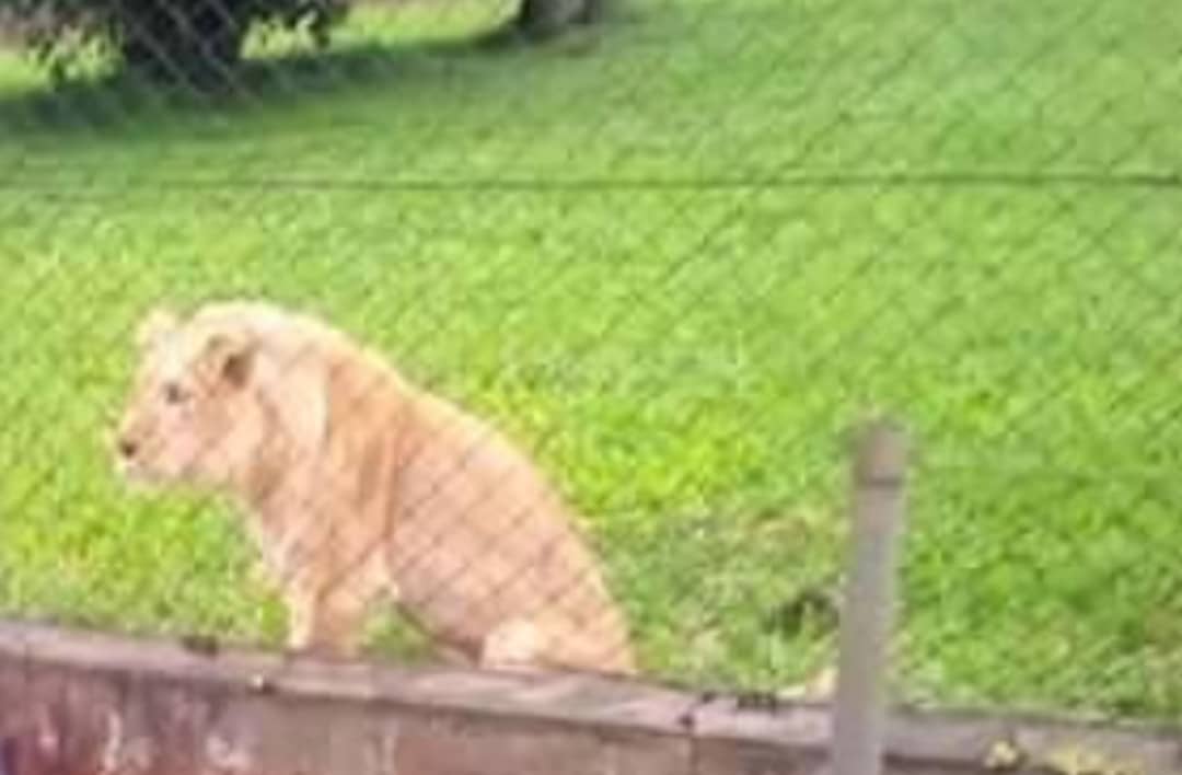Lion Kill Nurse Wey Dey Take Care Of Am For OAU Zoo