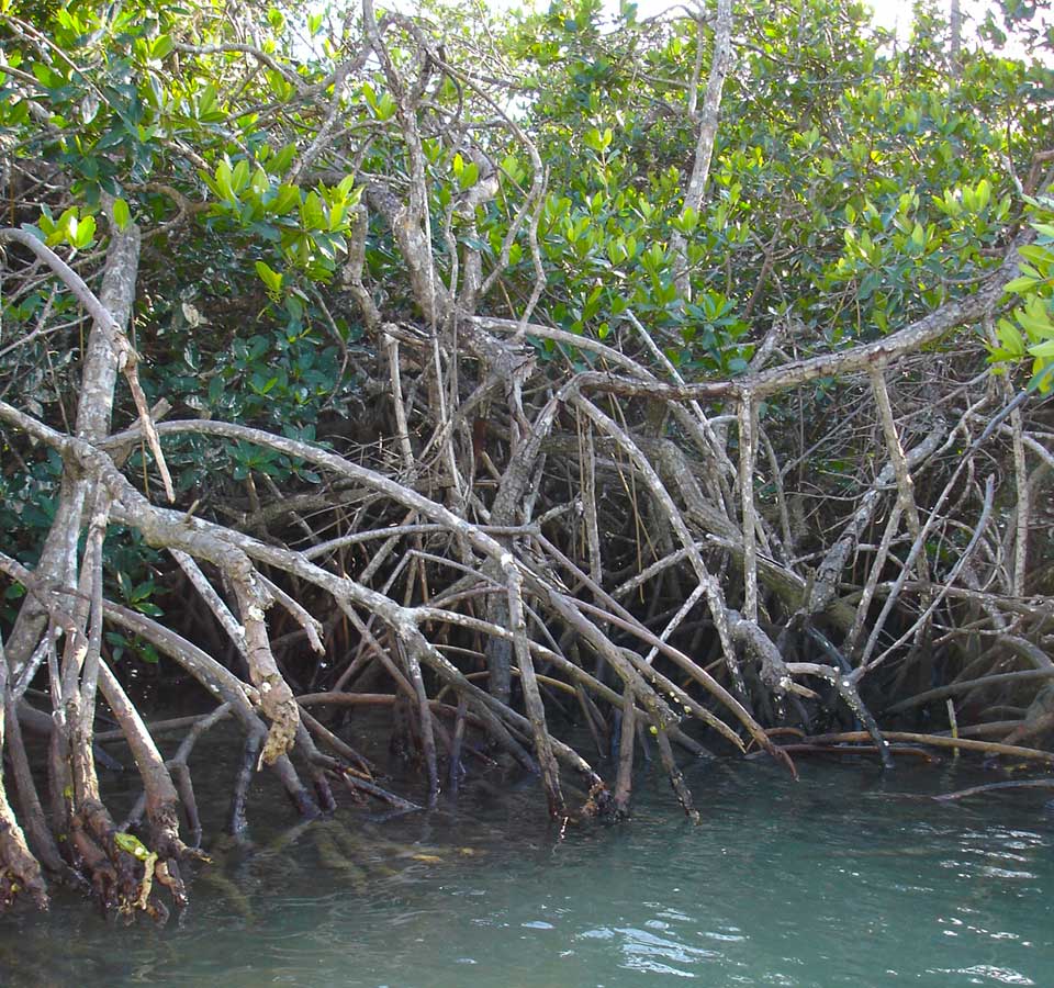 Delta state sign MOU to bring back mangrove forest