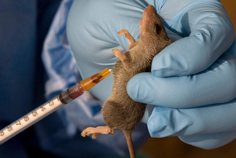 Lassa fever don kill 138 piple since January