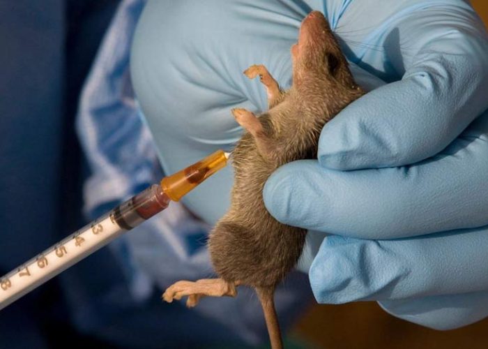 Lassa fever don kill 138 piple since January